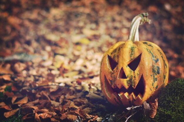 Halloween Pumpkin In The Woods