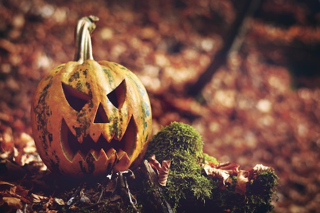 Photo halloween pumpkin in the woods