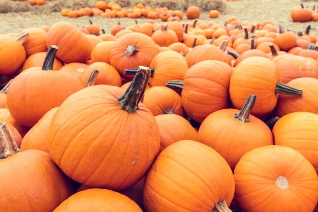 Libero halloween vettore modello di zucca