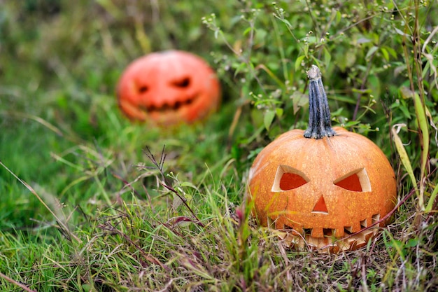 Halloween pumpkins in a forest clearing in the thick grass. Great spooky symbol of Halloween