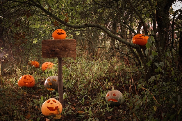 Halloween pumpkins in a forest