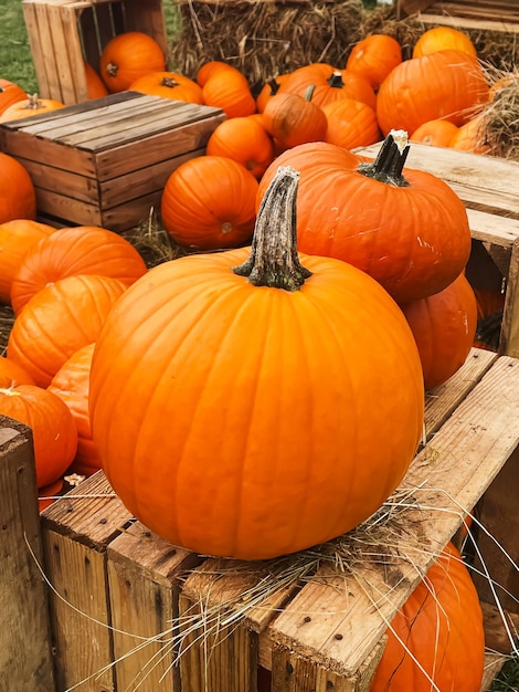 Halloween pumpkins and holiday decoration in autumn season rural field pumpkin harvest and seasonal agriculture outdoors in nature scene