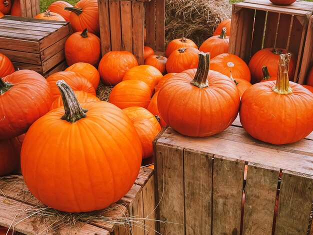 Halloween pumpkins and holiday decoration in autumn season rural field pumpkin harvest and seasonal agriculture outdoors in nature