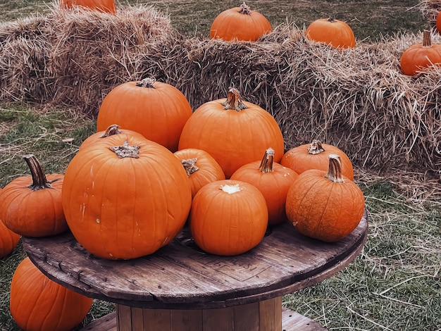 ハロウィーンのカボチャと秋の休日の装飾農村フィールド カボチャの収穫と自然の中で屋外の季節の農業