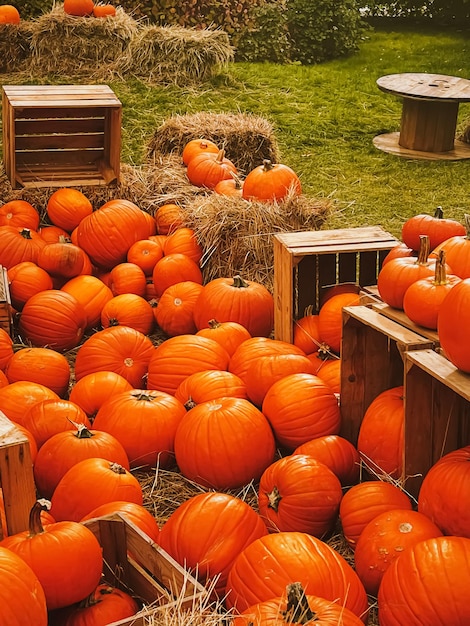 Foto zucche di halloween e decorazioni per le vacanze nella stagione autunnale raccolto di zucca in campo rurale e agricoltura stagionale all'aperto in natura