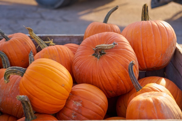 Halloween pumpkins in wooden boxes on the market