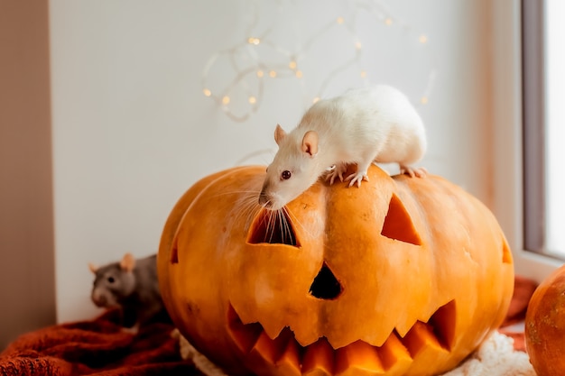 Halloween Rat en pompoen Rat en pompoen voor halloween Decoratieve Rat Herfstkleuren