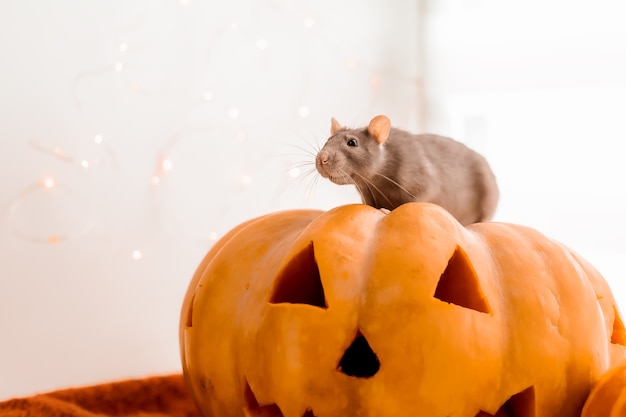 Halloween Rat en pompoen Rat en pompoen voor halloween Grijze Decoratieve Rat Herfstkleuren