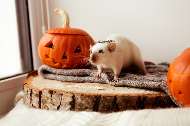 ハロウィーンのネズミとカボチャハロウィーンの装飾的なネズミの秋の色のためのネズミとカボチャ