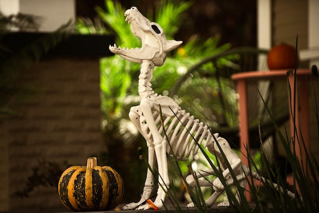 Halloween skeleton of dog with pumpkin near house.