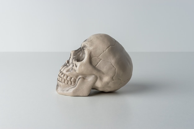 白い背景の上のハロウィーンの頭蓋骨の頭