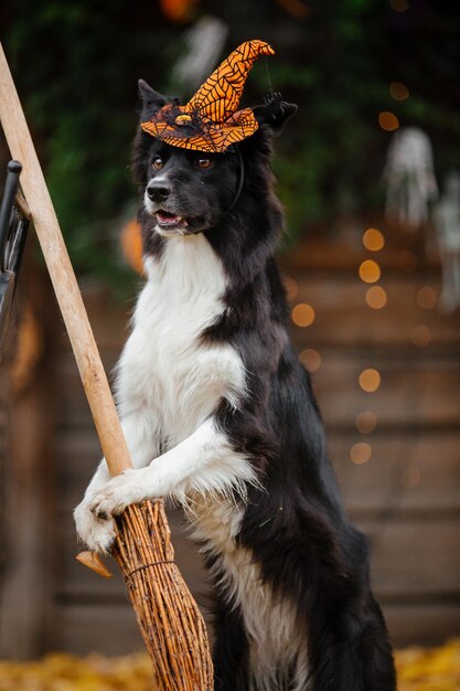 Photo halloween and thanksgiving holidays dog with pumpkins in the forest border collie dog