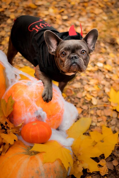 ハロウィーンと感謝祭の休日。森の中のカボチャを持つ犬。かわいいフレンチブルドッグ。犬の費用