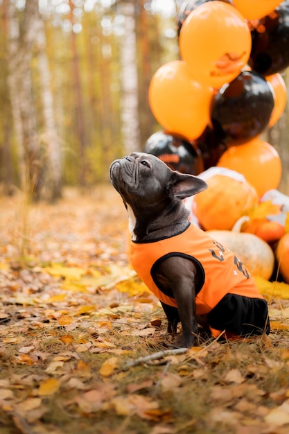 Halloween and Thanksgiving Holidays. Dog with pumpkins in the forest. Cute French Bulldog.  Dog cost