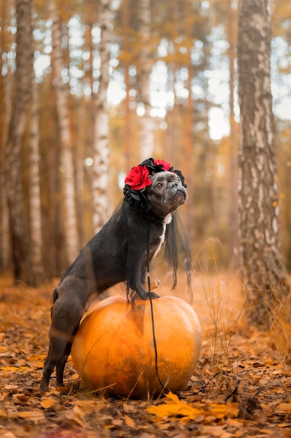 ハロウィーンと感謝祭の休日。森の中でカボチャを持つ犬。かわいいフレンチブルドッグ。犬の費用