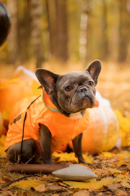 ハロウィーンと感謝祭の休日。森の中でカボチャを持つ犬。かわいいフレンチブルドッグ。犬の費用