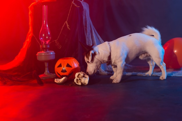 Halloween viering concept grappige hond en halloween kunstmatige schedel