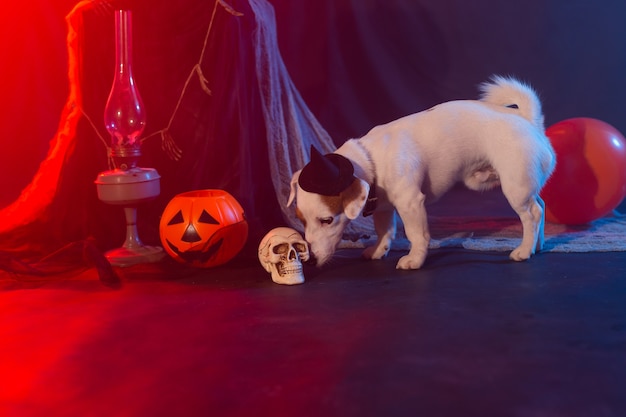 Halloween viering concept grappige hond en halloween kunstmatige schedel