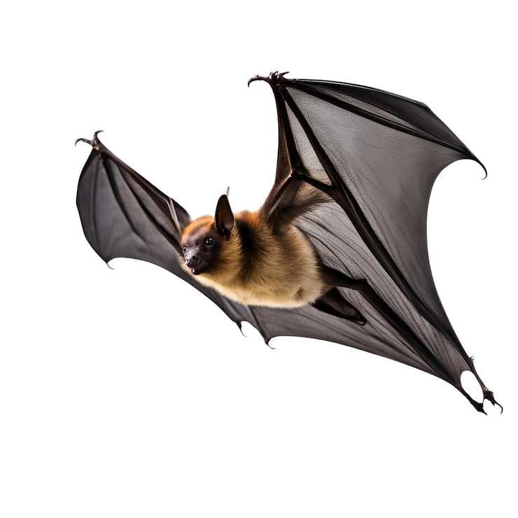 Foto halloween vleermuizen