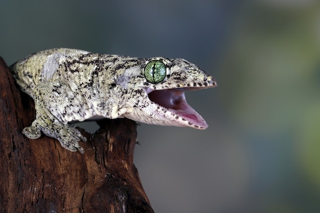 Halmaheran gigantische gekko close-up