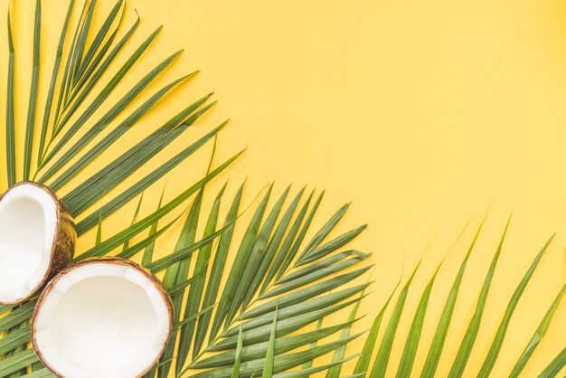 Photo halves of coconut and palm leaves in corner