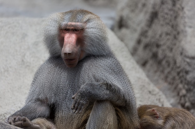 Hamadryas Baboon Papio hamadryas pavian 초상화를 닫습니다