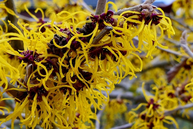 Foto hamamelis nel mio giardino