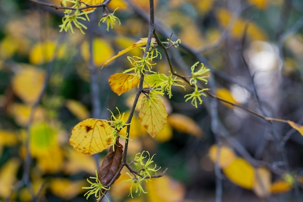 Hamamelis virginiana Hazel Witch кустарник с небольшими желтыми цветами на ветви с осенне-желтыми листьями с выборочной фокусировкой