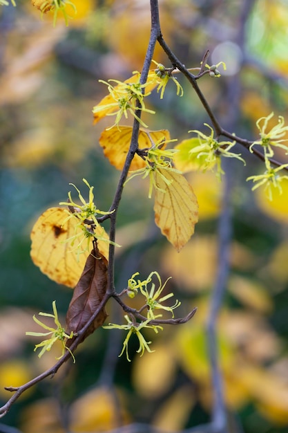 사진 하마멜리스 버지니아나 (hamamelis virginiana) - 마녀 덤불, 작은 노란색 꽃이 가지에 있고 가을의 노란 잎이 선택적으로 집중된다.