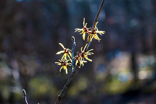 초봄 에 꽃 이 피는 노란색 꽃 을 가진 하마멜리스 버지니아