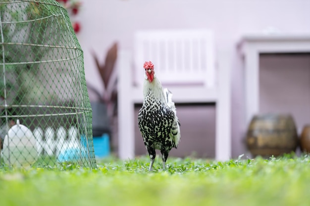 人間の家の庭の屋外フィールドでハンブルクひよこ