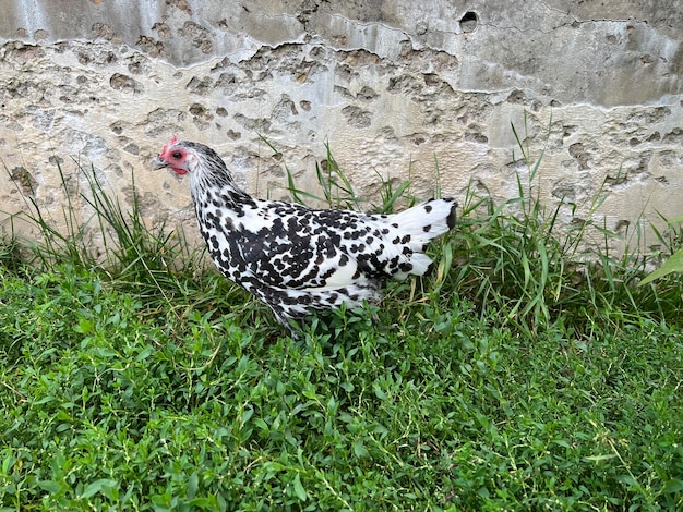 Foto gallo di amburgo con un primo piano cresta rossa su uno sfondo di verde