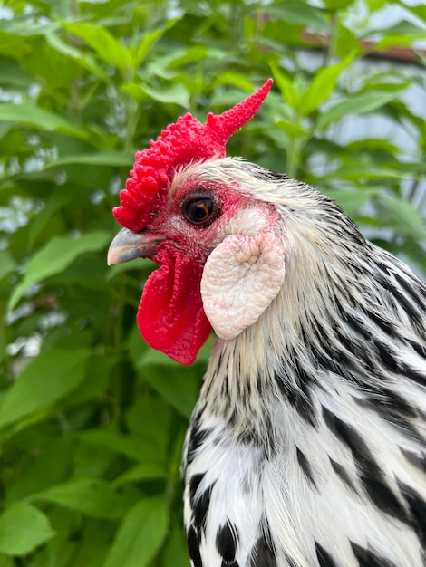 Hamburgse haan met een rode kuif close-up op een achtergrond van groen