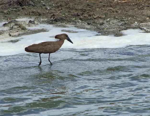 Photo hamerkop in africa