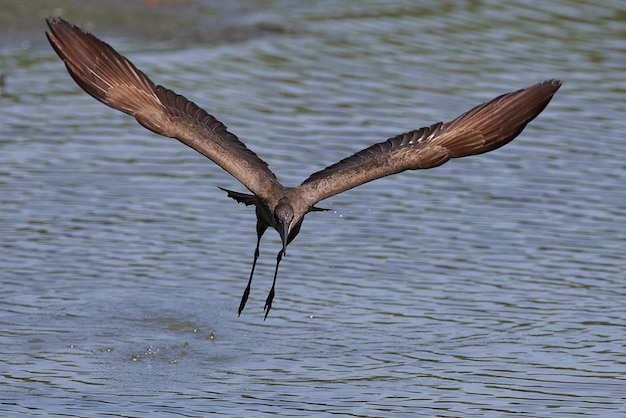 Photo hamerkop scopus umbretta