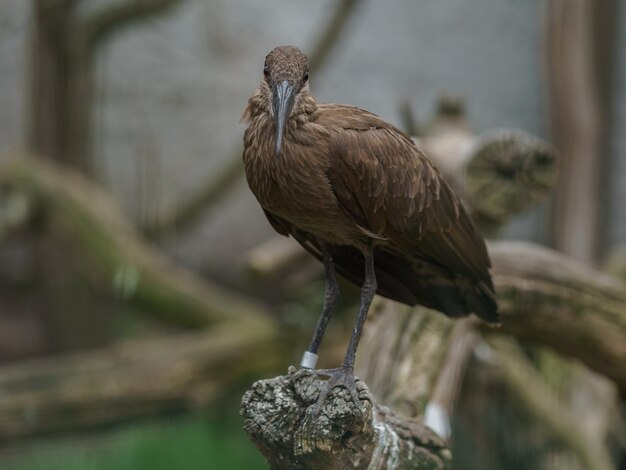 Photo hamerkop