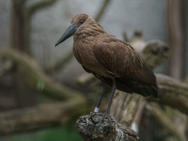 Photo hamerkop