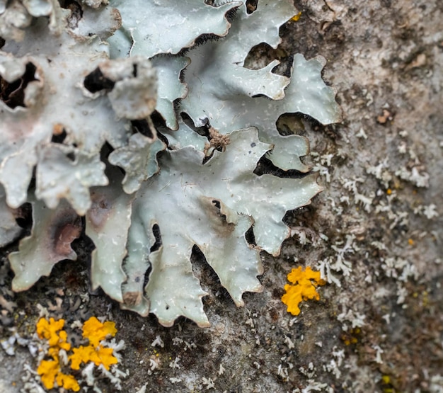 Photo hammered shield lichen