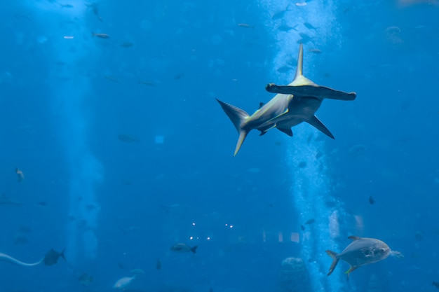 Hammerhead shark in the aquarium. The great hammerhead (Sphyrna mokarran) is the largest species of hammerhead shark, belonging to the family Sphyrnidae. Atlantis, Sanya, island Hainan, China.