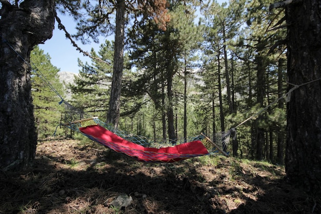 Hammock in the forest