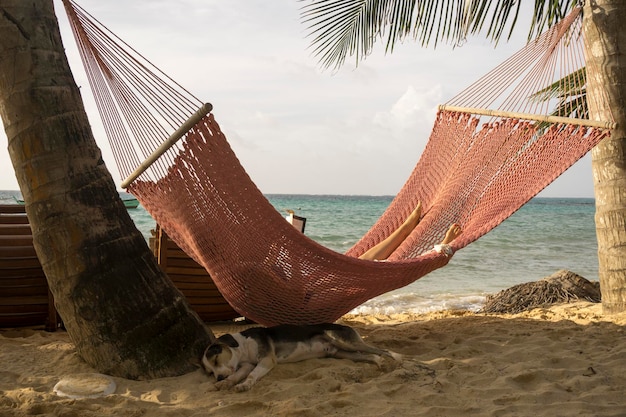 Hammock hanging between two palm trees on the beach shore