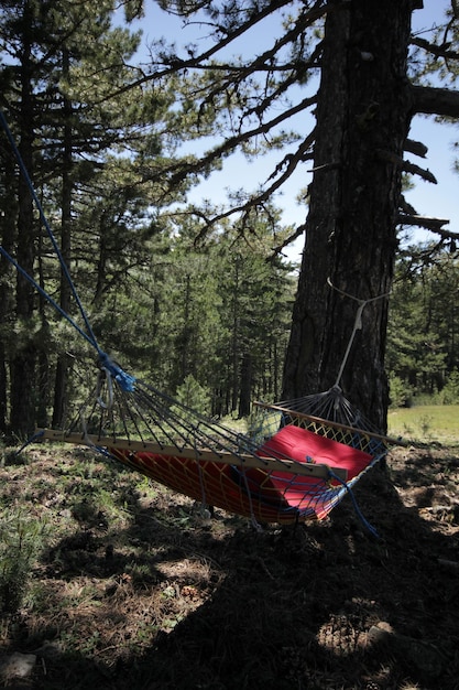 hammock