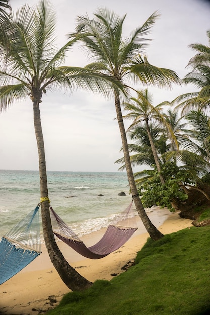 Hammocks on palm trees on the beach side