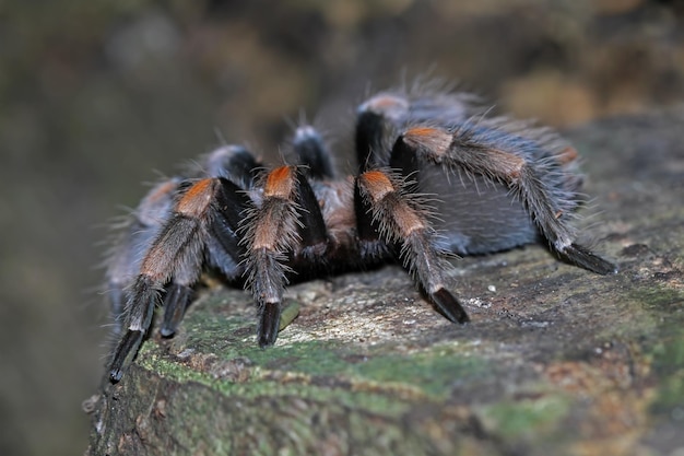 Hamorii tarantula close-up op hout Hamorii tarantula close-up Hamorii tarantula vooraanzicht