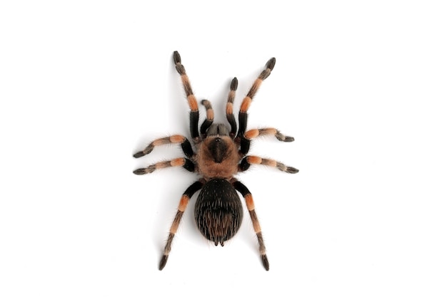 Photo hamorii tarantula isolated on white background hamorii tarantula closeup on white background