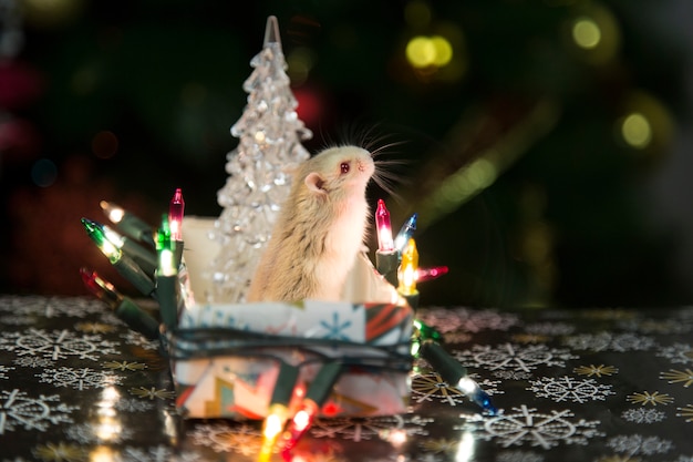 Hamster bij de kerstboom