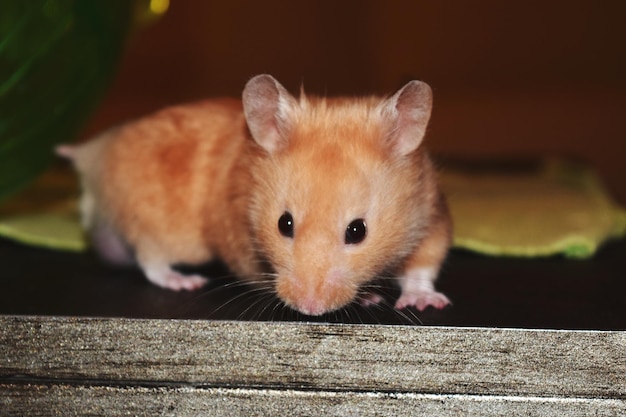 Photo hamster body