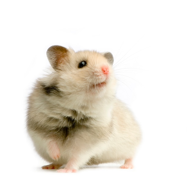 Hamster geïsoleerd