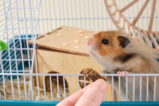 Hamster is interested in dried grasshopper  dried insects for feeding pets