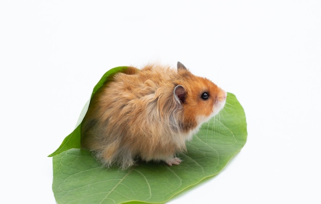 Hamster is sitting between endive leafs on white